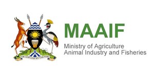 MAAIF