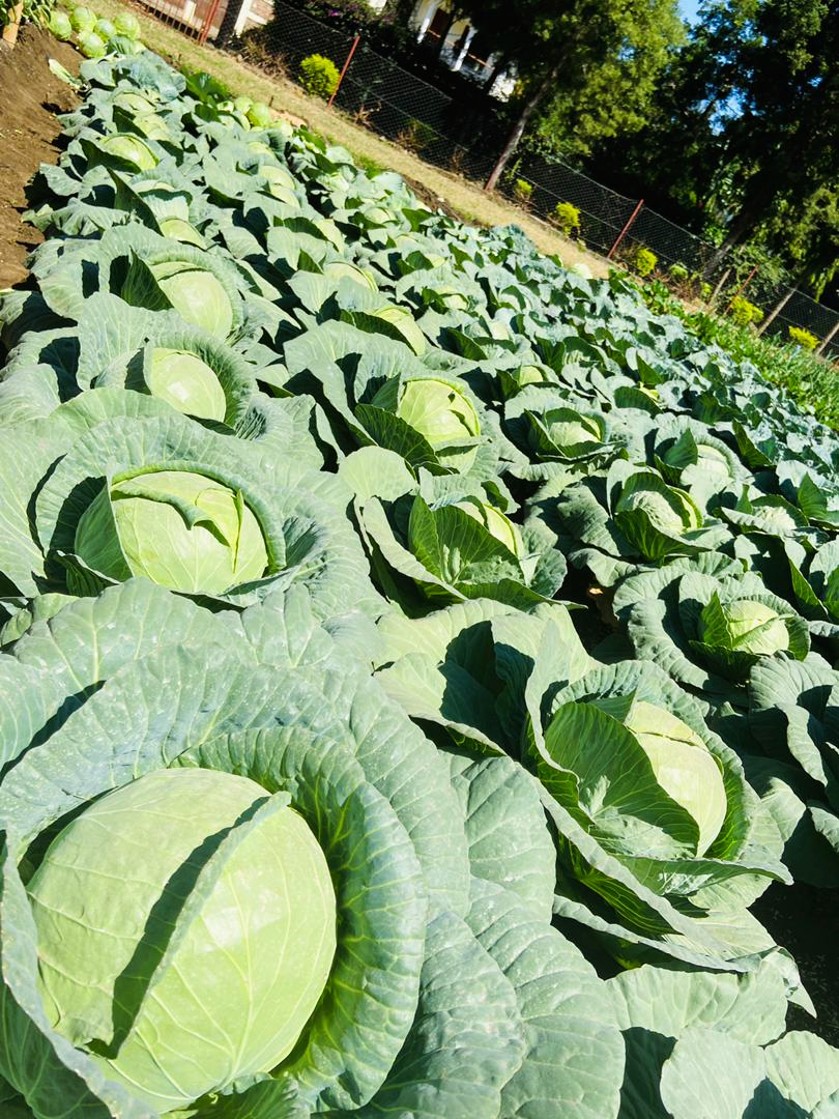 Seed Varieties