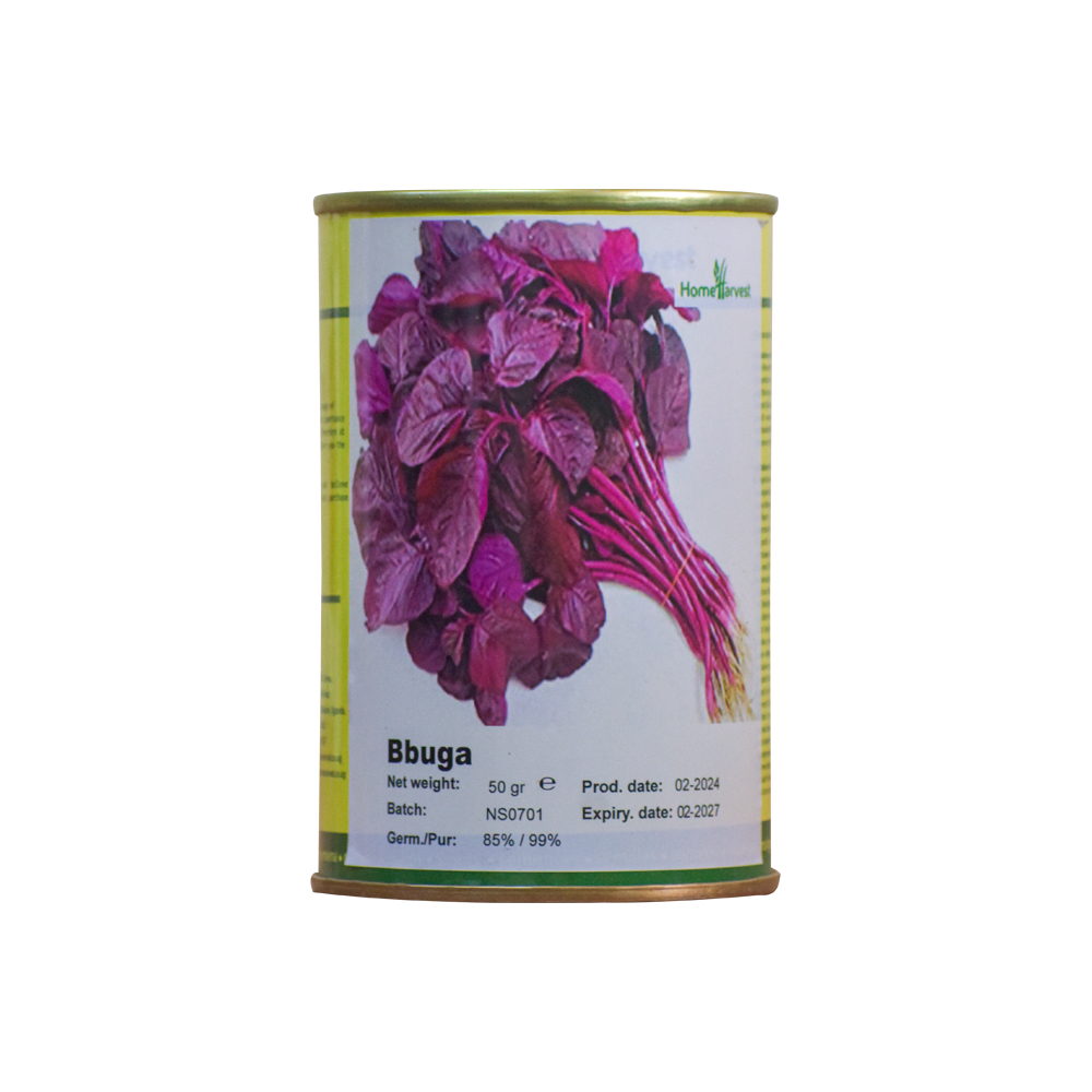 Amaranthus Gracecizans (Bbuga)