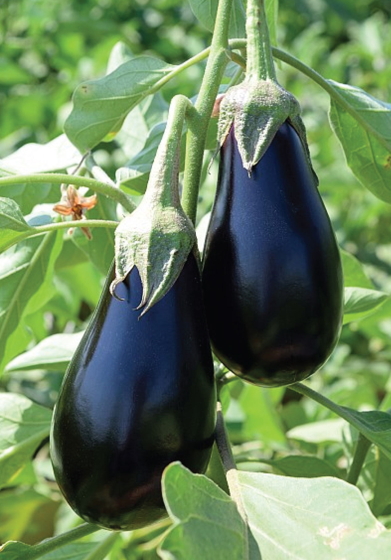 Eggplant Canna F1