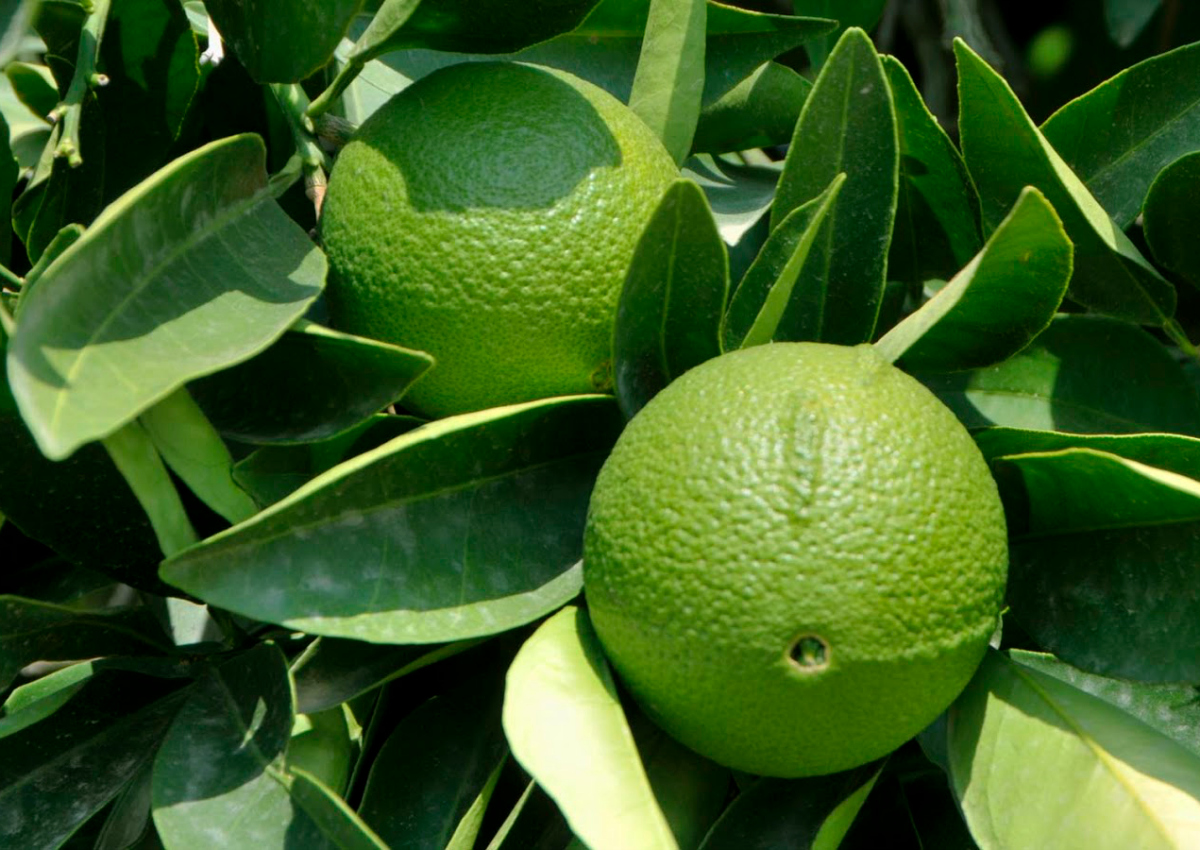 Citrus Collection