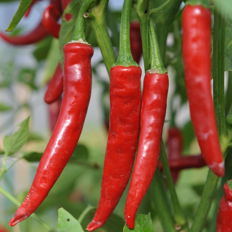 Chilies - De' Cayene
