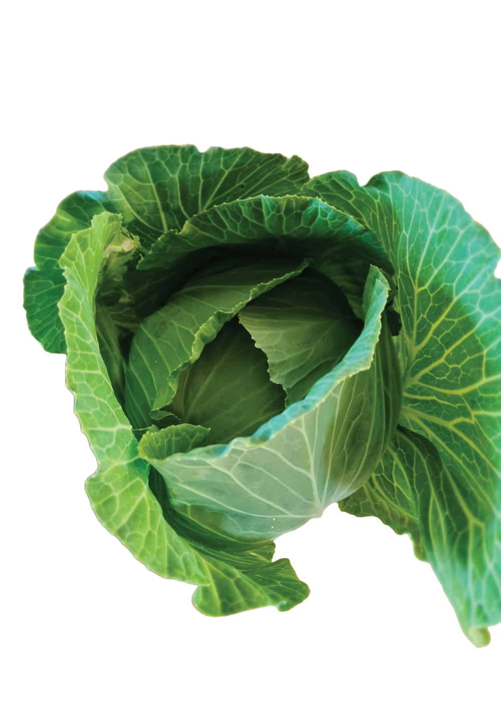 Cabbage Drum Head