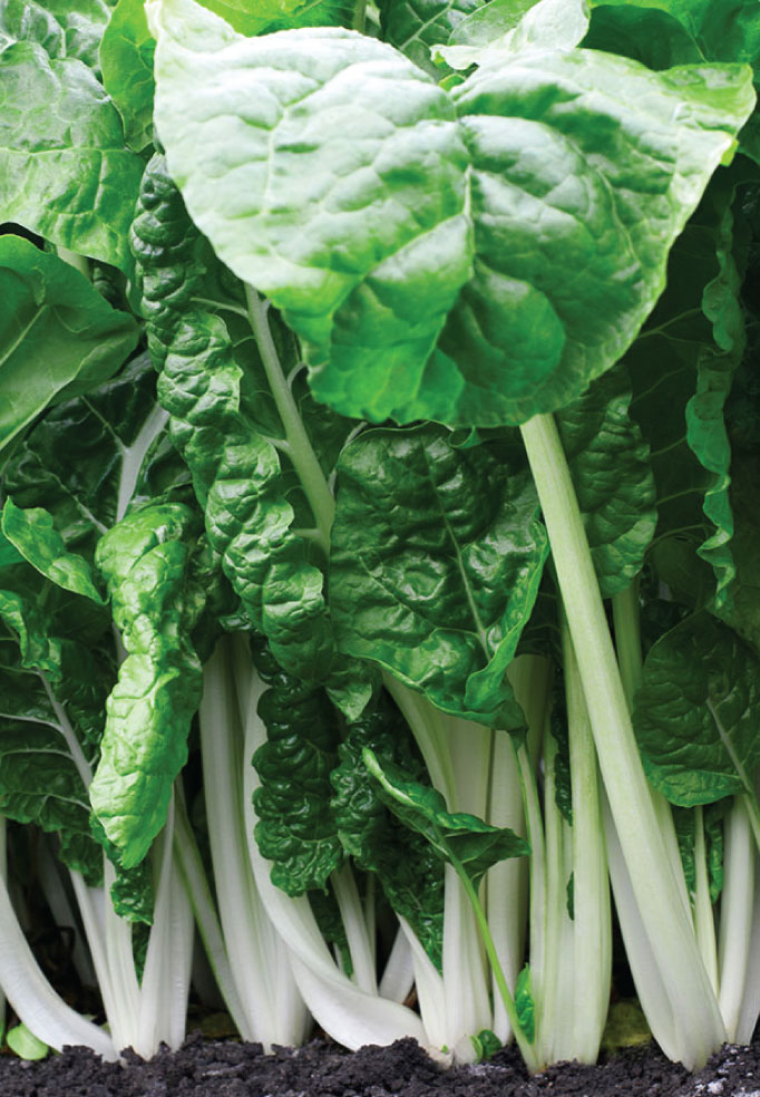 Ford Hook Giant - Swiss Chard