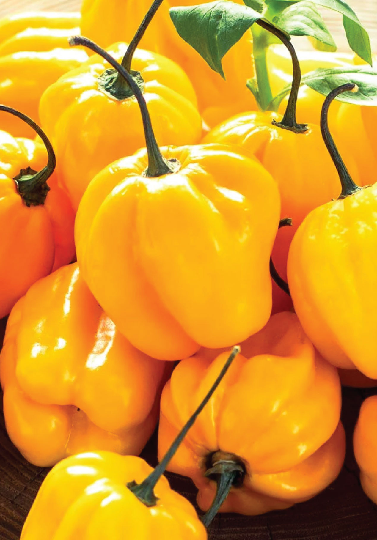 Habanero Yellow
