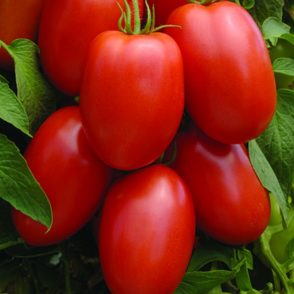 Tomato Jordan F1