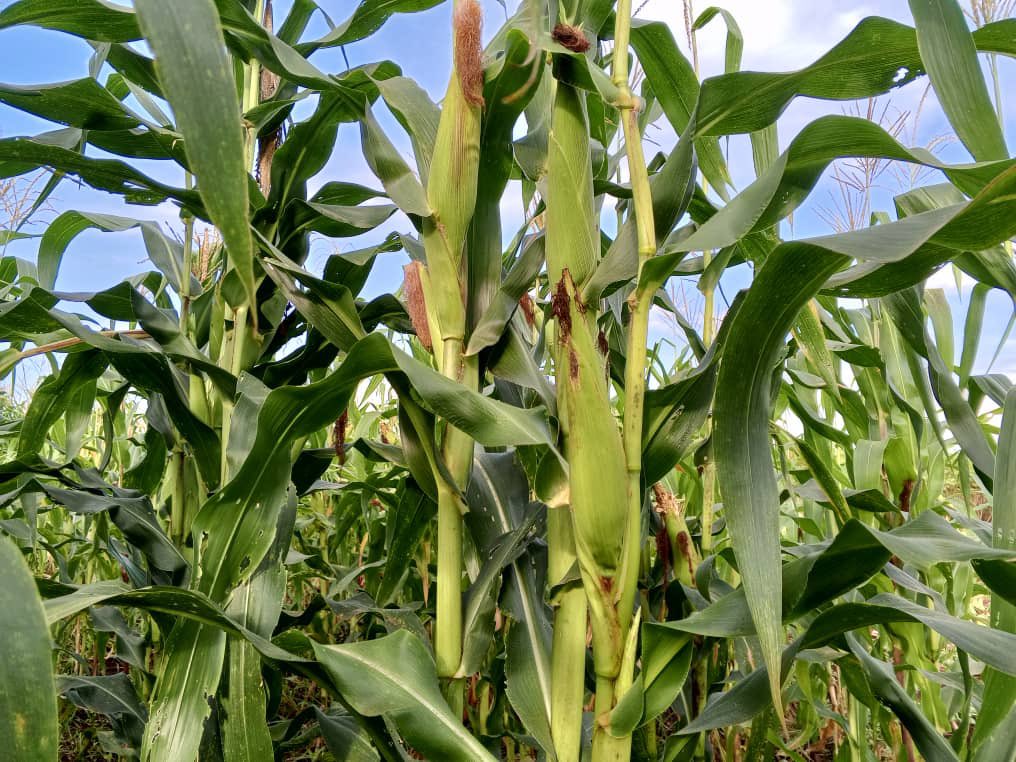 Longe 5 Maize