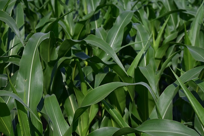Longe 5D Maize