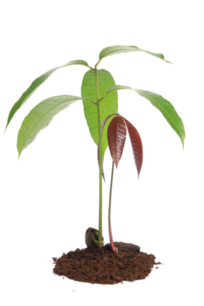 Mango Seedlings