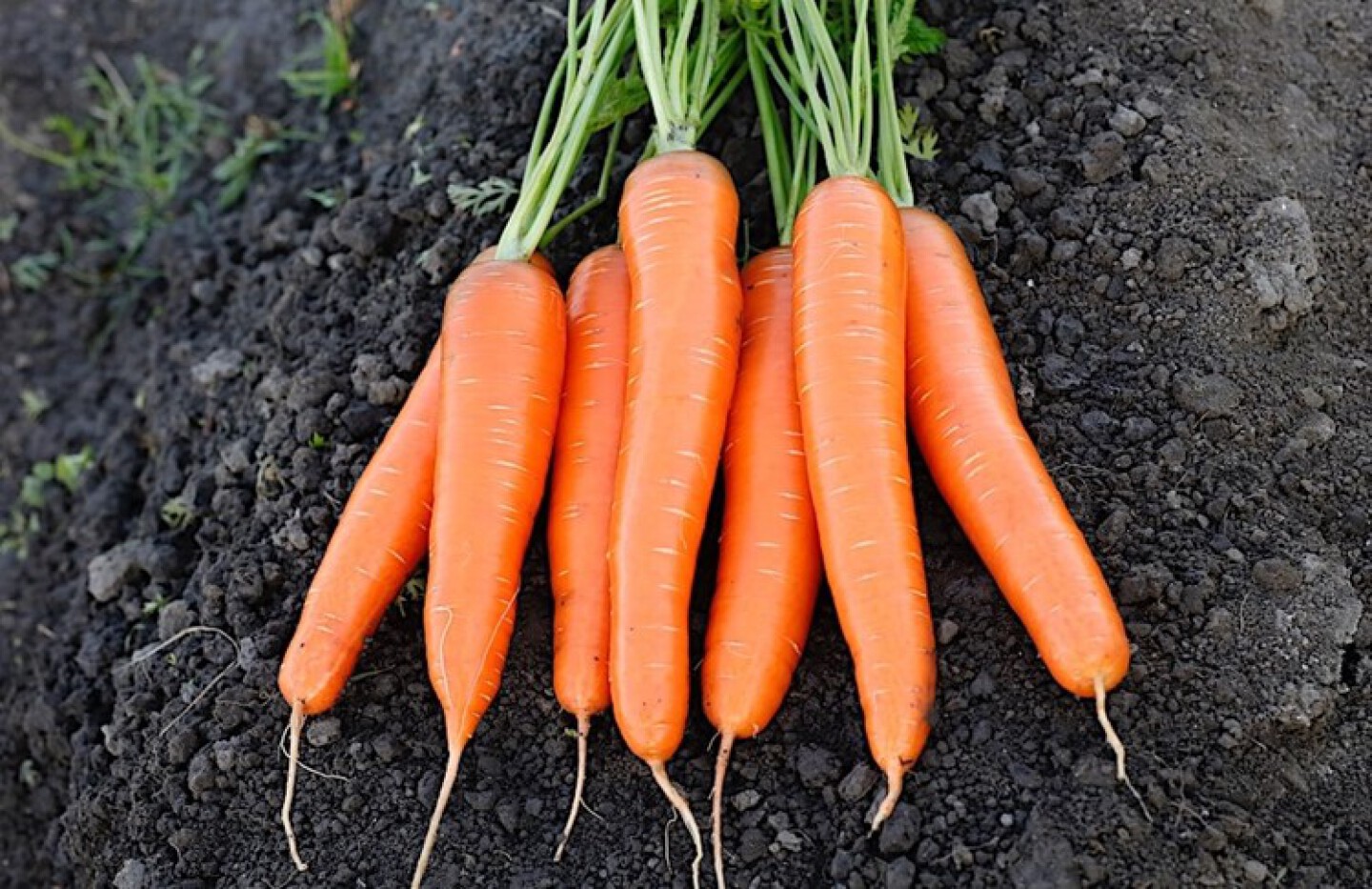 Carrot Marlin F1