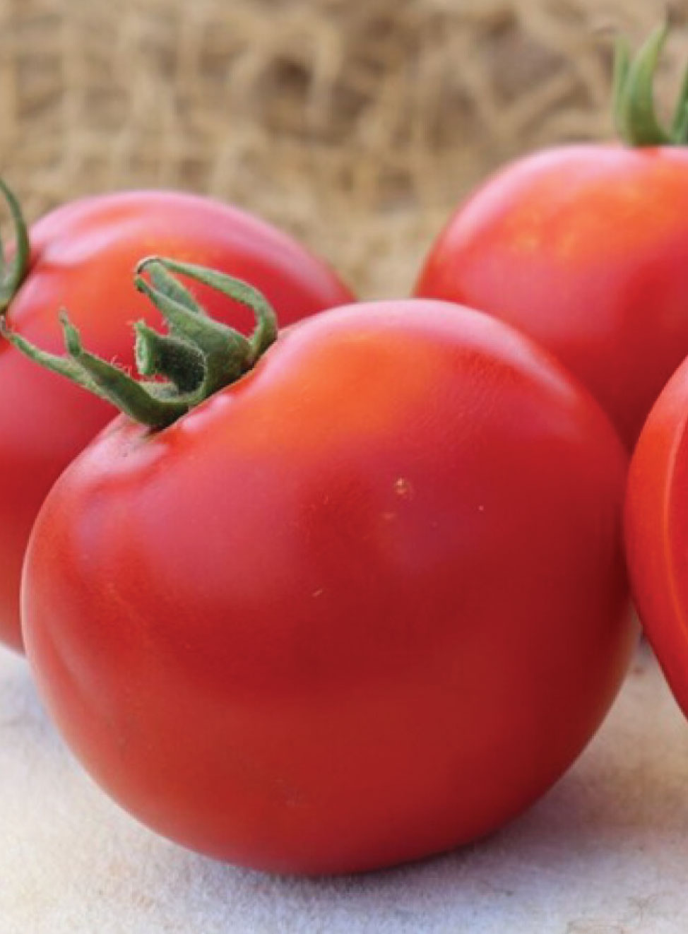 Morogoro F1 Tomato