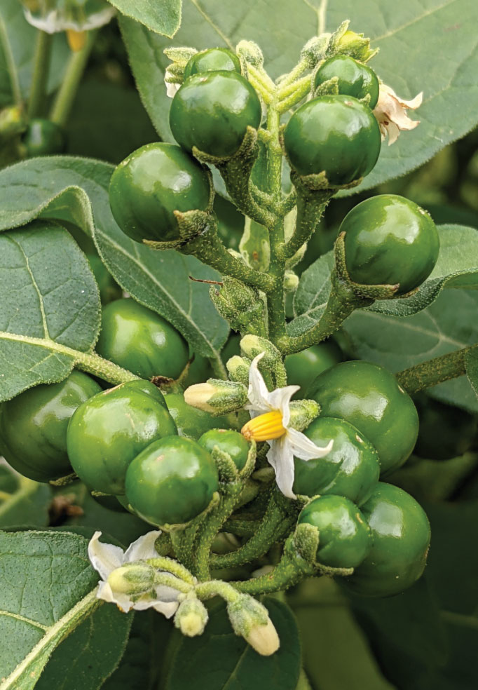 Solanum Aethiopicum (Nakati)