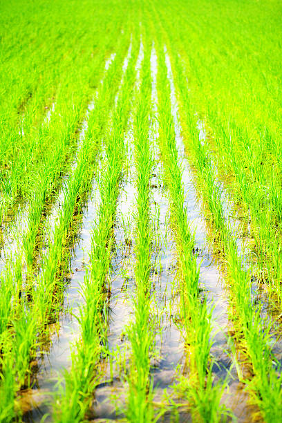 Namche 1 Rice