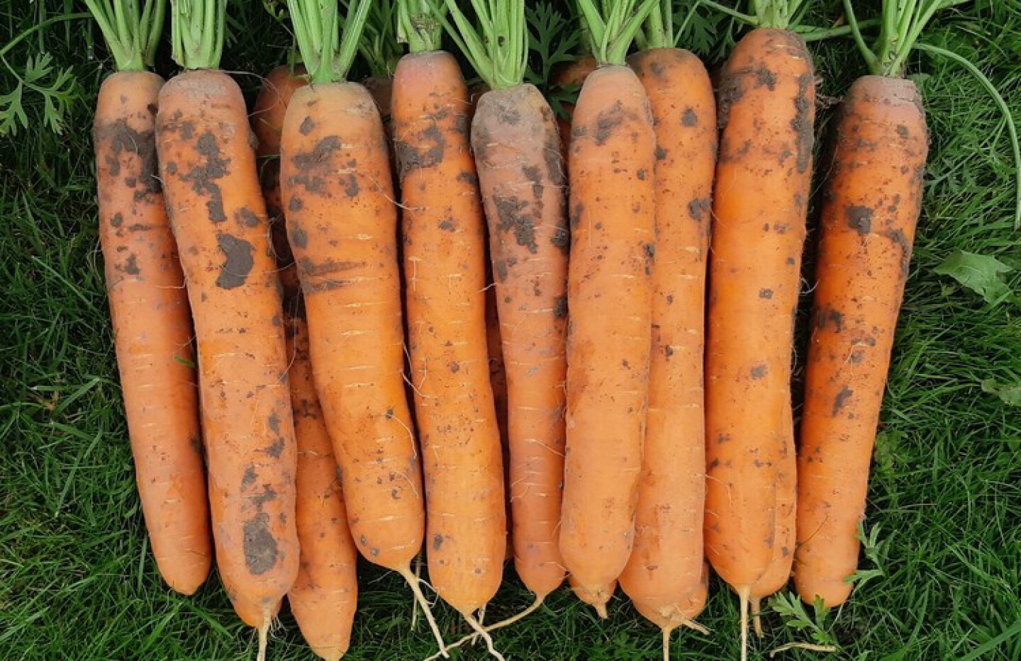Carrots Nantes
