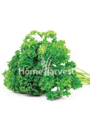 Parsley - Curly