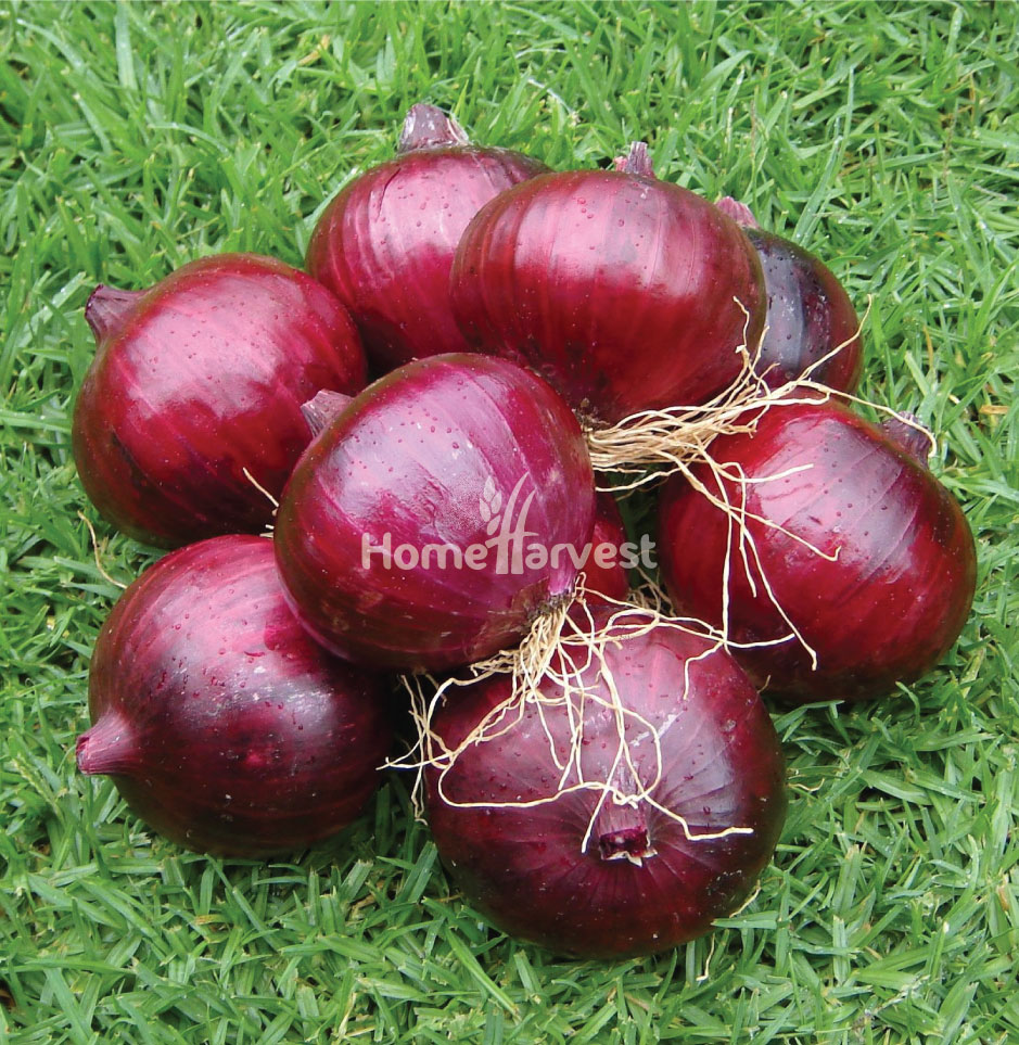Red King F1 Onion Seeds