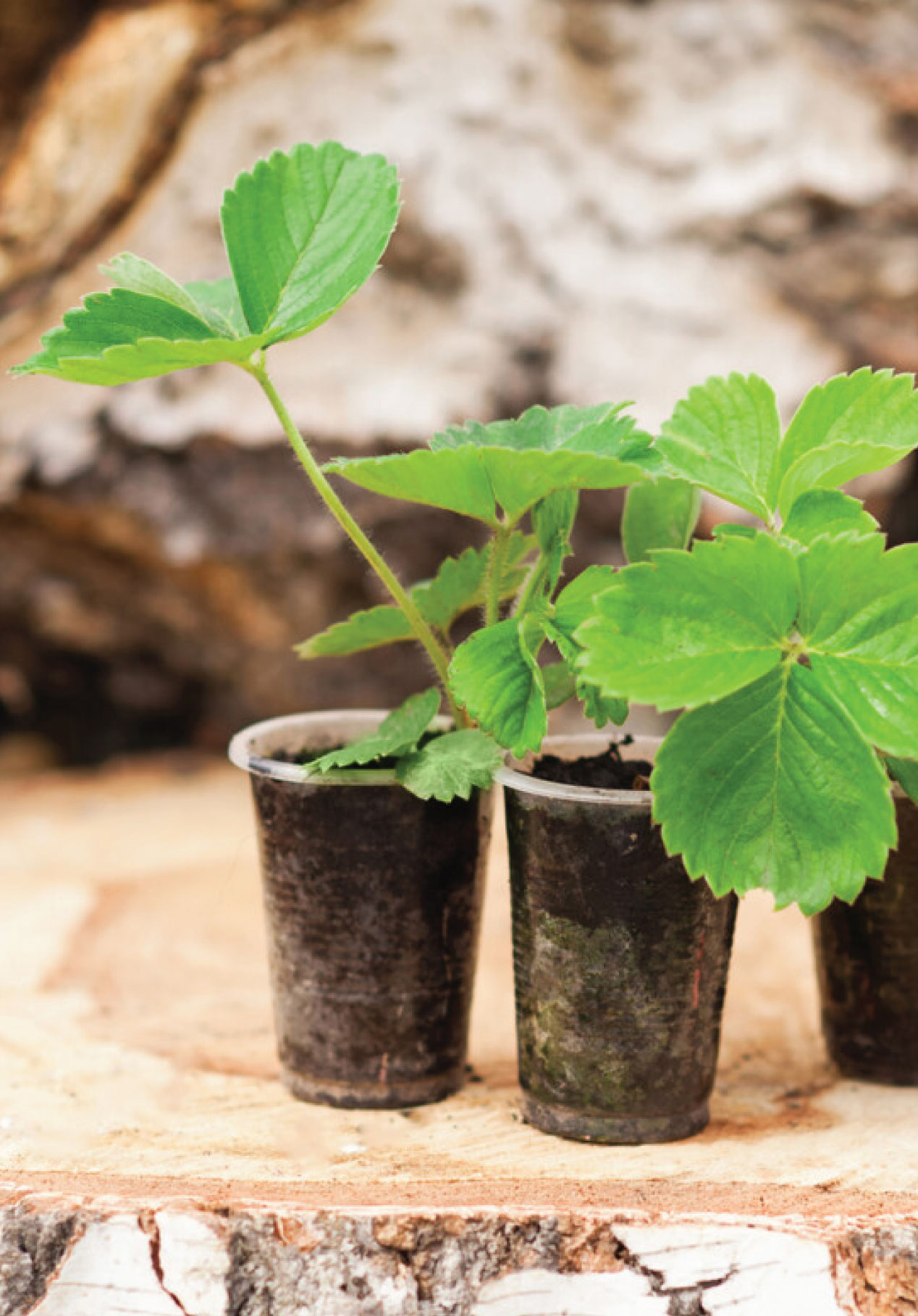Strawberry Plants