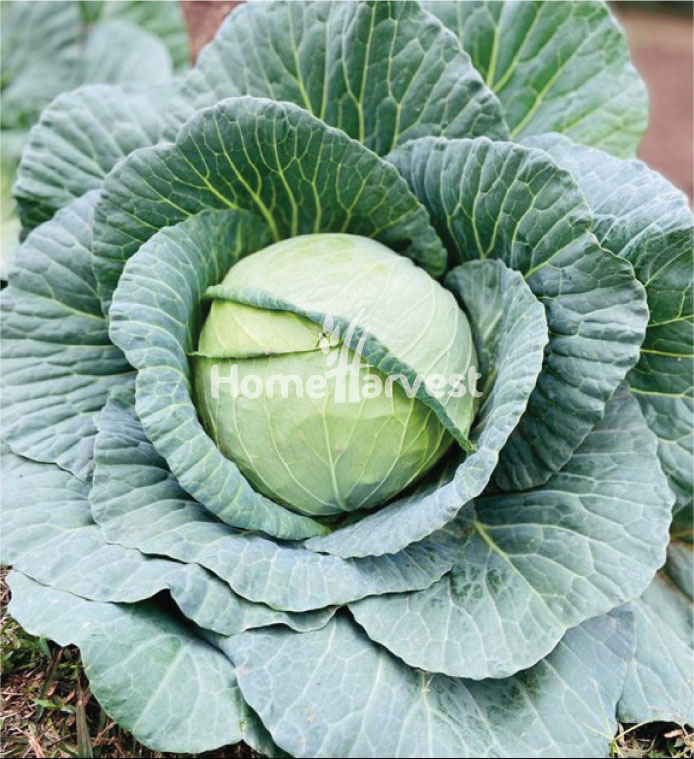 Hybrid Cabbage Tana F1