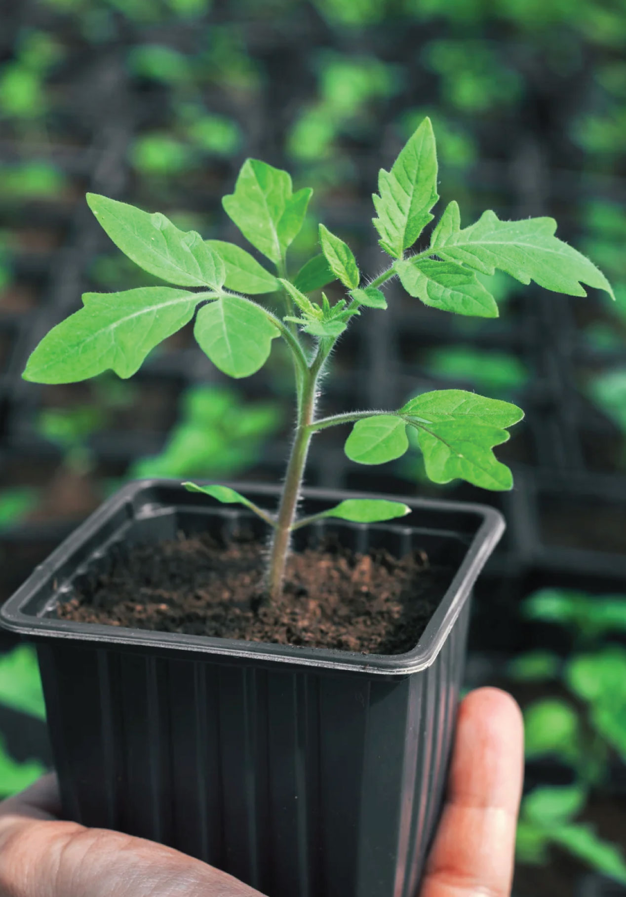 Vegetable Seedlings Pack