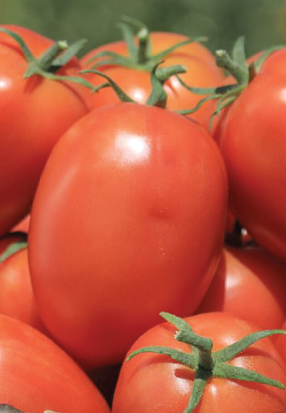 Tomato Vilani F1