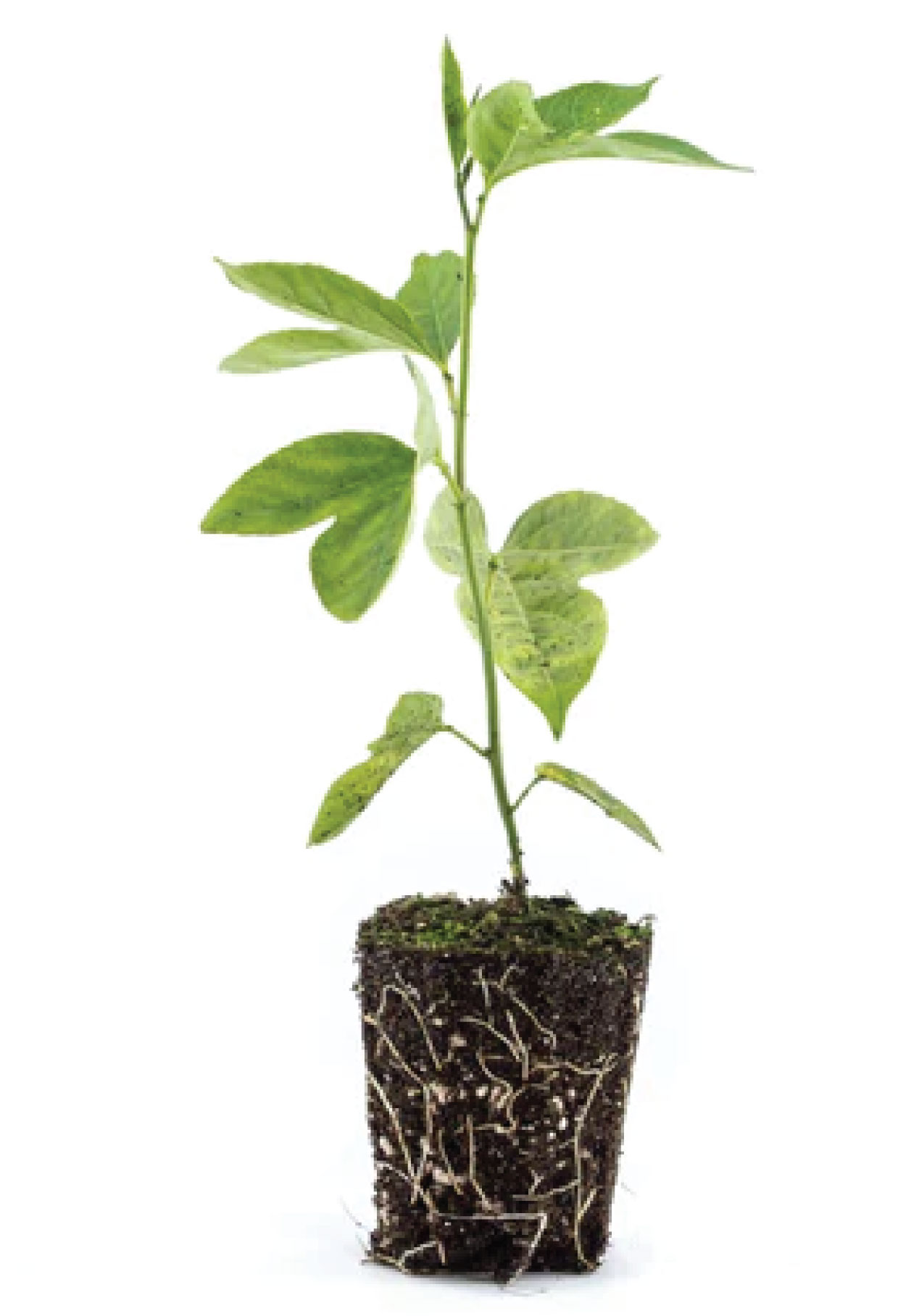 Vine Collection