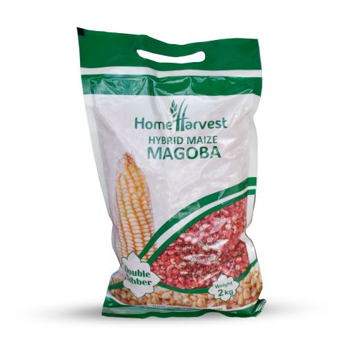 MAGOBA Hybrid Maize